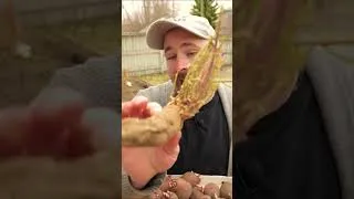 Thumbnail: How to prepare your potatoes for planting #shorts
