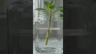 Thumbnail: Grow Mint in Water Fast | 15 Day Timelapse #shorts