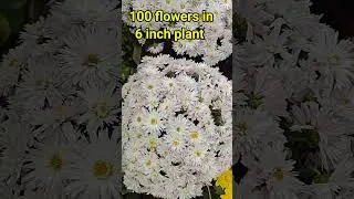 Thumbnail: 100 flowers