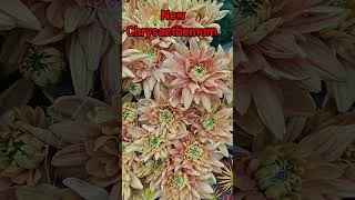 Thumbnail: New Chrysanthemum