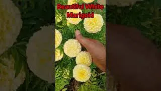 Thumbnail: Beauty of White Marigold