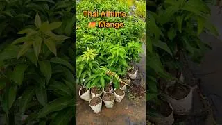 Thumbnail: Thai Alltime mango for Terrace garden