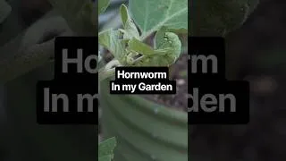 Thumbnail: Hornworm Causing Damage In the Garden #youtubeshorts #shorts #Garden #gardening #Hornworm #plant
