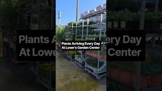 Thumbnail: Even More Plants Arriving At Lowe's Garden Center #youtubeshorts #shorts #plants #garden #flowers