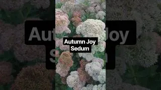 Thumbnail: Autumn Joy Sedum Blooming In My GA Garden #youtubeshorts #Sedum #plants #gardening #shorts