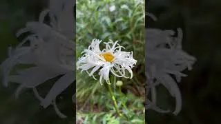 Thumbnail: Beautiful flowers #gardening #gardendelight #garden