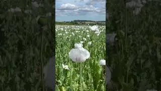 Thumbnail: A Stunning Field of White Poppies in Dorset 🤍🌸 ⭐