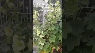 Thumbnail: A Cottage Garden Favourite …Hollyhock #SouthernCottageGarden #gardening