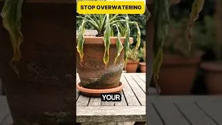 Thumbnail: Stop Overwatering Your Plants Before They Rot #gardeningstory