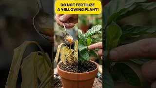 Thumbnail: Why Your Leaves Are Yellowing (And The Kitchen Fix) #gardeningstory