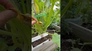 Thumbnail: Garden update - lots of zucchinis missed the pollination  😔 🌿 because of the rain 🌧️