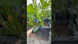 Thumbnail: Harvesting dark and light green zucchini plus adding soil in my container garden 🪴