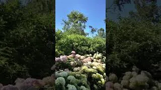 Thumbnail: A Relaxing Walk Through the Proven Winners® ColorChoice® Display Gardens