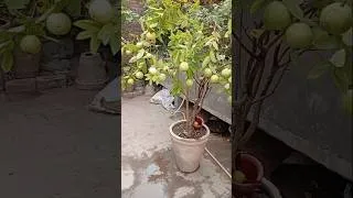 Thumbnail: ​Rooftop Par Amrood Ki Bumper Fasal  | ​Secret to Getting Tons of Guavas in Container | Guava plant