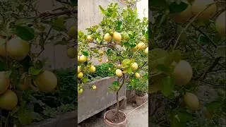 Thumbnail: Mere Lemon plant ka Secret Fertilizer | Gamle Mein Dheron lemons pane ka Raaz | Nimbu ​plant Care
