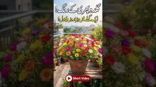 Thumbnail: Guldohpahri ​Zyada Phool Paane Ka Raaz! 🪴| ​How to Grow Portulaca | ​Moss Rose Colors