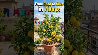 Thumbnail: ​Dead Lemon Tree to Fruits in 7 Days? Watch How