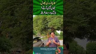 Thumbnail: Cassia Nodosa Care Guide for Healthy Growth#shorts