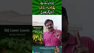 Thumbnail: Why Plant Leaves Turn Yellow? | Causes & Fixes#shorts