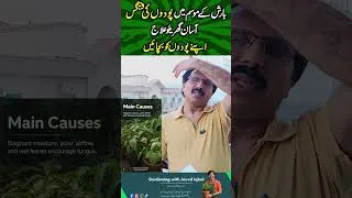 Thumbnail: Easy Home Remedies for Plant Fungus#shorts