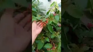Thumbnail: Top 10 Best Summer Flowering Plants for Home Garden 2026 | Heat Resistant Flowering Plants