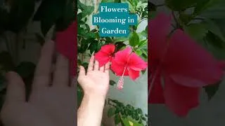 Thumbnail: Flowers are Blooming in My garden #gardening #plantcare #homegardening #plants