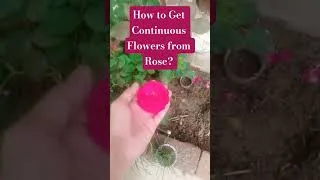 Thumbnail: Gulab ka Pode se Musalsal Phool Lena ka Azmoda Tarika| Get Continous Flowers from Rose #gardening