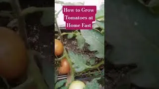 Thumbnail: How to Grow Tomatoes At Home Fast 2026|March Main 🍅 Sirf 2 Kaam Karen Aur Result Dekhein