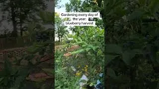 Thumbnail: Daily Gardening: Blueberry Harvest