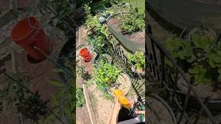 Thumbnail: What Do You Think of My Pepper Harvest?