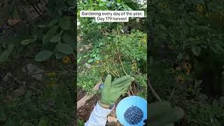 Thumbnail: Blueberry Harvest Day 179