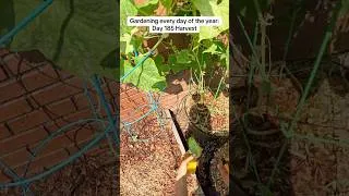 Thumbnail: Day 185 Garden Harvest!
