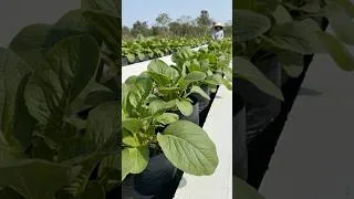 Thumbnail: How harvest girl vegetables from vegetable garden - Watering vegetables #gardentip #gardening