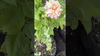 Thumbnail: Glorious Blooms!