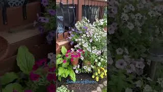 Thumbnail: So Many Blooms!!