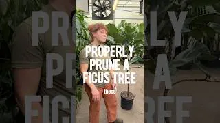 Thumbnail: How To Properly Prune Your Ficus Tree! #shorts