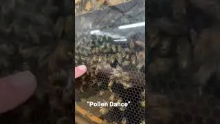 Thumbnail: Dances with bees 🐝 Bees use a “pollen dance” to communicate