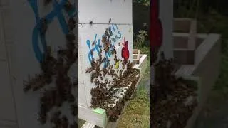 Thumbnail: Host-a-Hive Visits May 2021 (video 2)