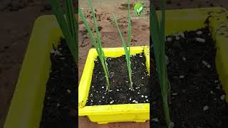 Thumbnail: How to Grow Garlic at Home  #plants #shorts #farming