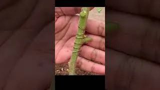 Thumbnail: Copper Wire Trick Boosts Plant Growth! #shorts #garden  #farming