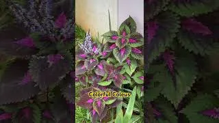Thumbnail: Colorful Coleus - Most beautiful Plant #plants #garden