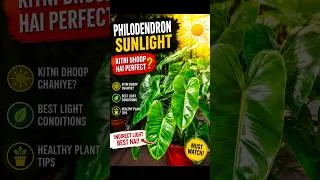 Thumbnail: Philodendron Perfect Sunlight Tips #philodendron #sunlinght #caretips