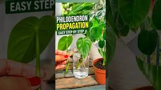 Thumbnail: Philodendron Propagation from Cuttings #philodendron #plantpropagation