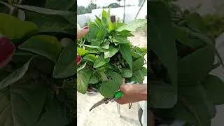 Thumbnail: Terrace garden harvest #gardening #youtubeshorts #vegetables
