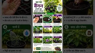 Thumbnail: How to Grow Brinjal at Home 🍆 | Get 50+ Eggplants from One Plant!