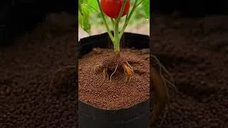 Thumbnail: 🌧️ How to Protect Tomato Plants in Monsoon | Save Your Tomatoes! 🍅