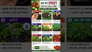 Thumbnail: How to Grow Tomatoes at Home 🍅 | 100+ Tomatoes on One Plant! #shorts