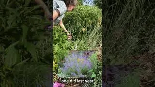 Thumbnail: Make Your Russian Sage Bushy