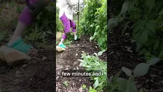 Thumbnail: Keep Raspberries From Taking Over