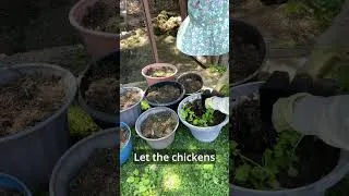 Thumbnail: Container Garden with Chicken Gold